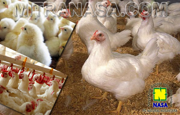 Kesaksian Budidaya Ternak Ayam Pedaging Tasikmalaya