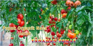 Pupuk Organik Nasa Untuk Tanaman Tomat