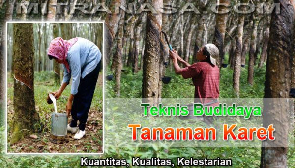 Teknis Budidaya Tanaman Karet Teknologi Nasa