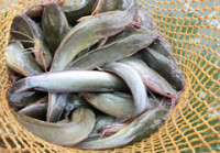 Budidaya Lele Meningkat dengan Produk NASA (Magelang)