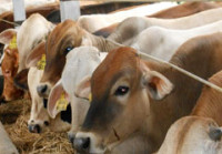 Kesaksian Budidaya Sapi Potong Nasa Lampung