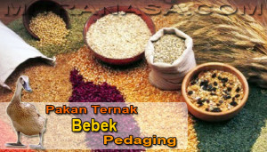 Pakan Ternak Bebek Pedaging